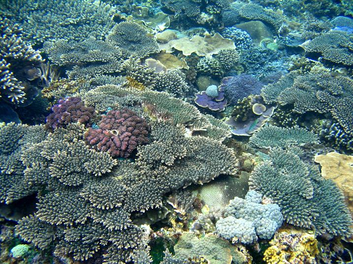 珊瑚⑧