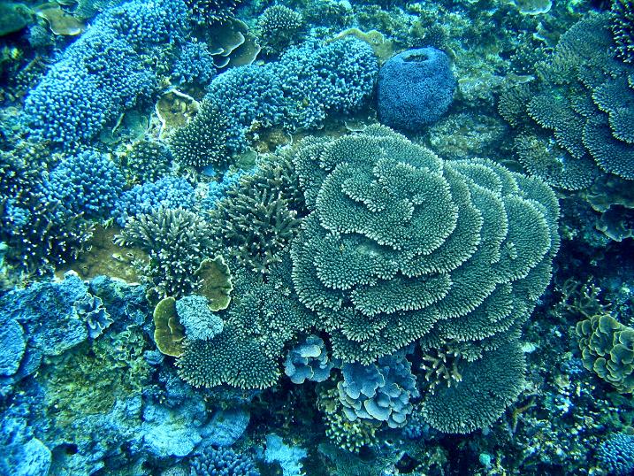 珊瑚⑦