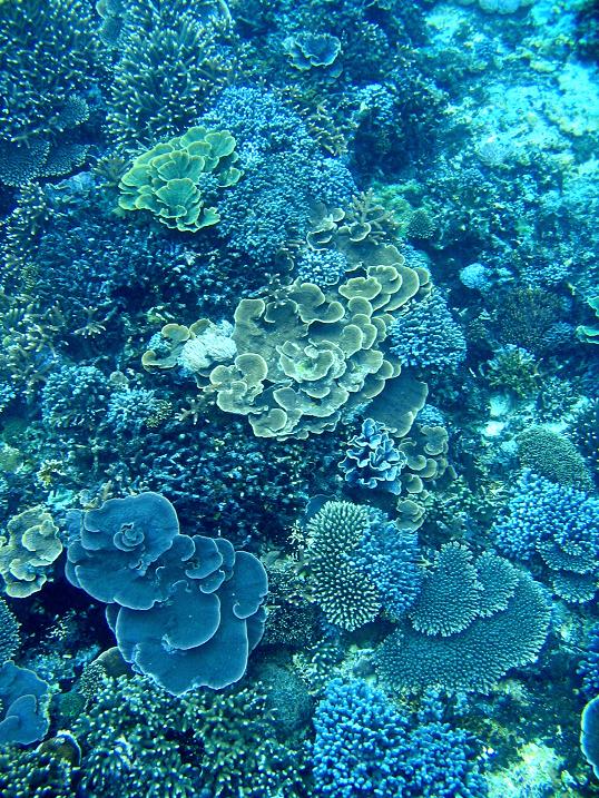 珊瑚⑩