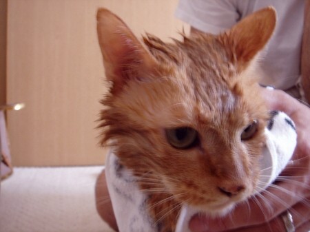 毛皮を洗濯した猫 (1)