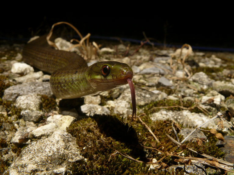 サキシマアオヘビ