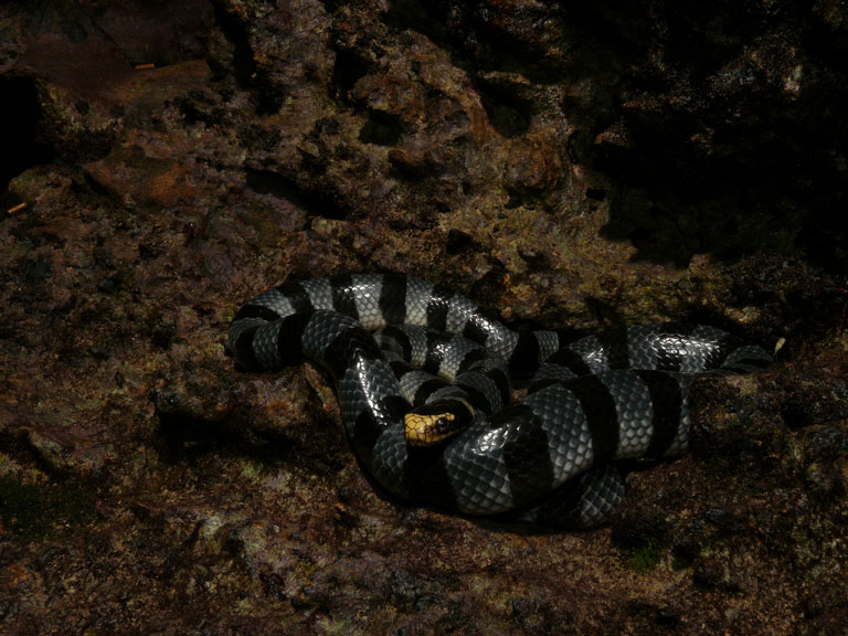 アオマダラウミヘビ