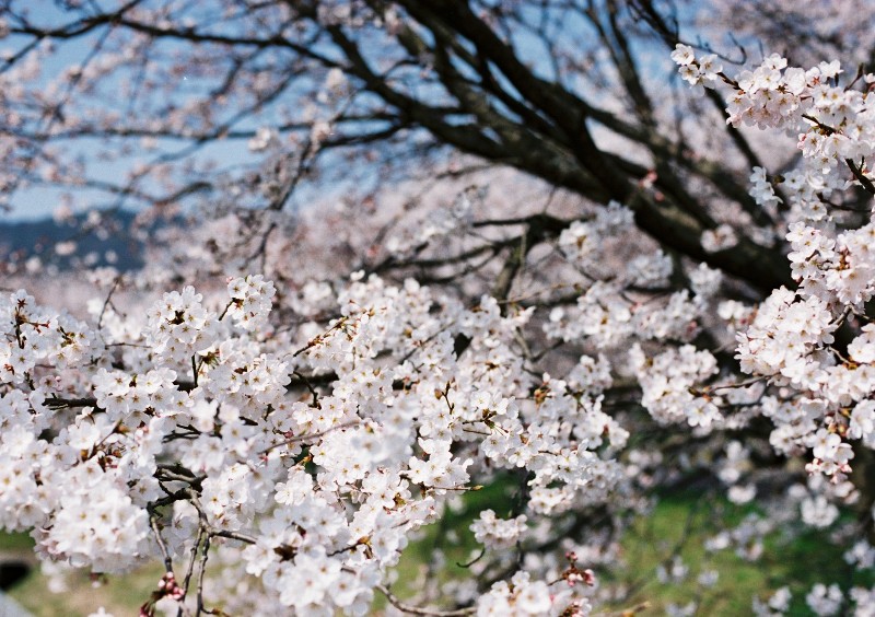 さくら・サクラ･桜