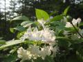 タニウツギの白花