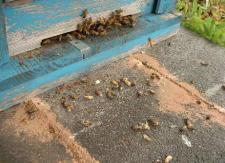巣門前、蜜蜂死骸