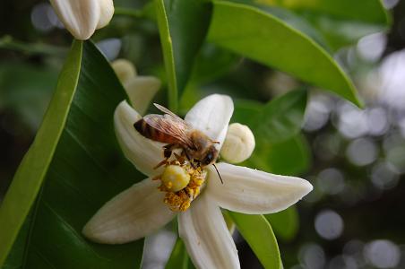 ミカン花とミツバチ