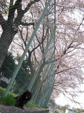 桜-東急