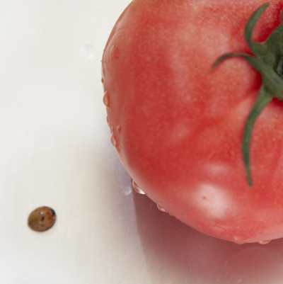 てんとう虫とトマト