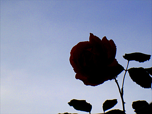 夕方の薔薇