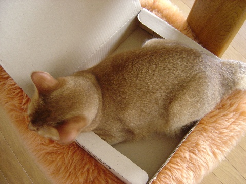 上から見た箱ねこさん(2008.08.03)