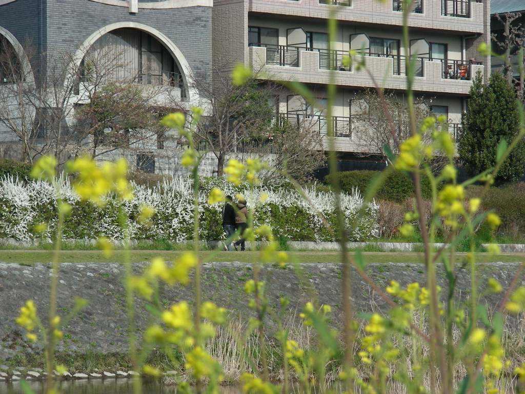 疎水・松ヶ崎・船岡・鳴滝桜 059