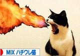 猫ブログ MIXハチワレ猫へ