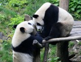 台湾に贈呈予定だったパンダのカップル「団団」と「円円」