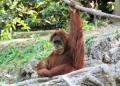 250px-Orangutan_001.jpeg