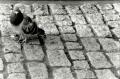 Pigeon on Cobble Stones