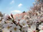 新宿御苑の桜3