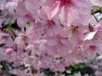 新宿御苑の桜４