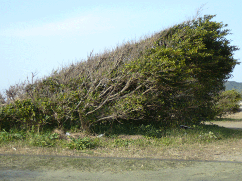 種子島の海岸の樹木