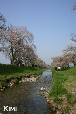 河川の桜