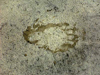 クマの手の痕跡