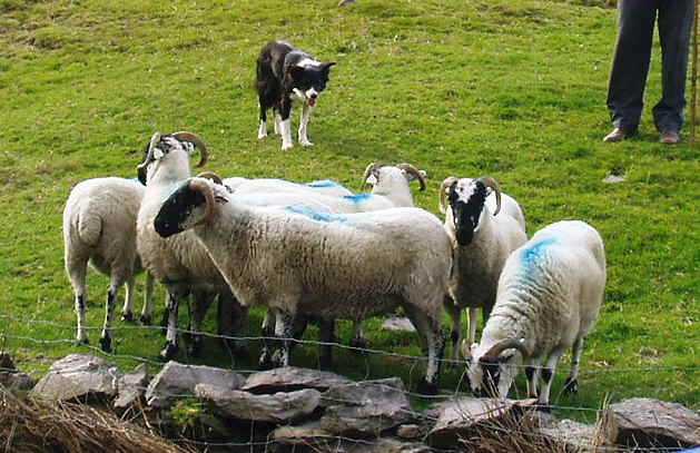 プロの羊飼いによる牧羊犬ショー - ナオコガイドのアイルランド日記