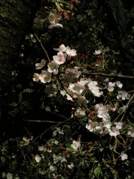 桜坂　桜