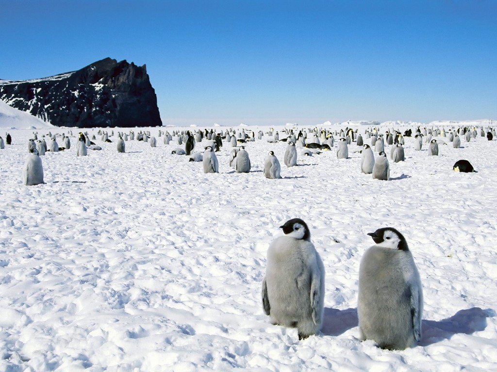 画像 癒し系 可愛いペンギンの画像まとめ Naver まとめ