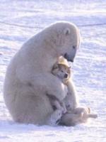 白熊と犬