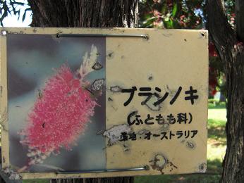 ブラシの木の　説明板