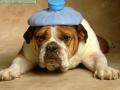 bulldog-with-headache.jpg