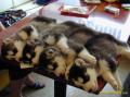 cute-little-puppies-row-img118.jpg