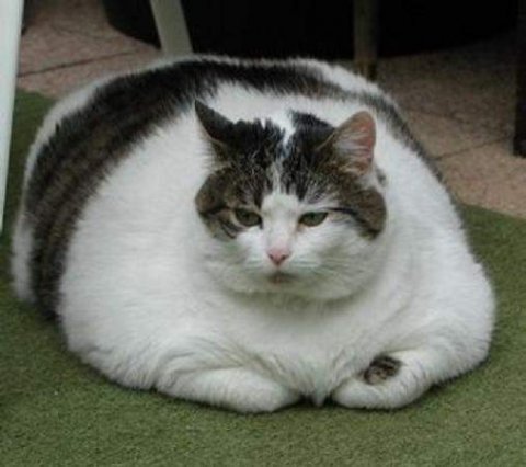 fat_cat_4.jpg