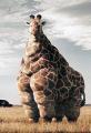 fat_giraffe.jpg
