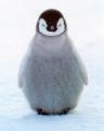 penguin-chick.jpg