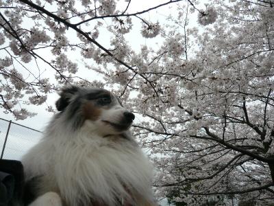桜と