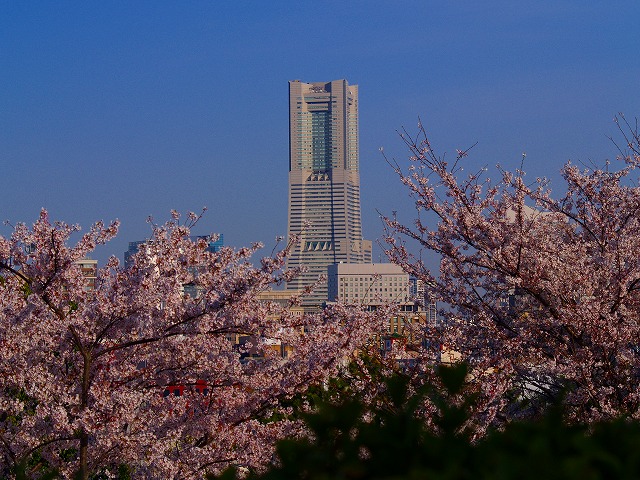 桜とランドマークタワー