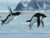空を飛ぶペンギンの映像 bbc